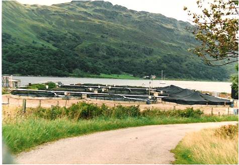ardtarig-salmon-farm The Ardtarig Salmon Farm, one of the first in Scotland